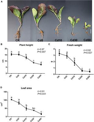 Use of Comparative Transcriptomics Combined With Physiological Analyses to Identify Key Factors Underlying Cadmium Accumulation in Brassica juncea L.